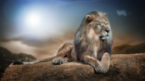 wild animals wallpaper hd | pixelstalk