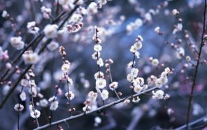 winter flower 25805 1280x800 px ~ hdwallsource