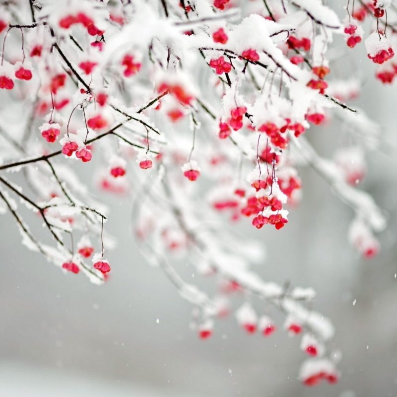 10 Latest Winter Flowers Wallpaper Backgrounds FULL HD 1920×1080 For PC Background 2022 free download winter flowers flowers pinterest winter flowers 800x800