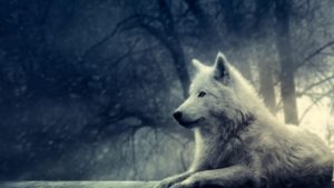 wolf desktop backgrounds pictures - wallpaper cave