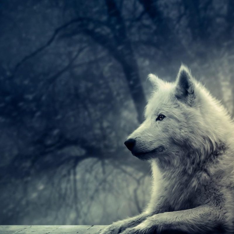 10 Latest Wolf Backgrounds For Desktop FULL HD 1080p For PC Desktop 2022 free download wolf desktop backgrounds pictures wallpaper cave 800x800