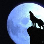 wolf howling at the moon wallpapers - wallpaper cave