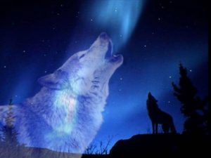 wolf howling at the moon wallpapers - wallpaper cave