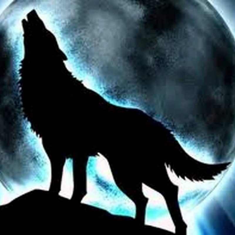 10 Top Pics Of Cool Wolves FULL HD 1920×1080 For PC Desktop 2022 free download wolf pictures cool images of wolves 1 800x800