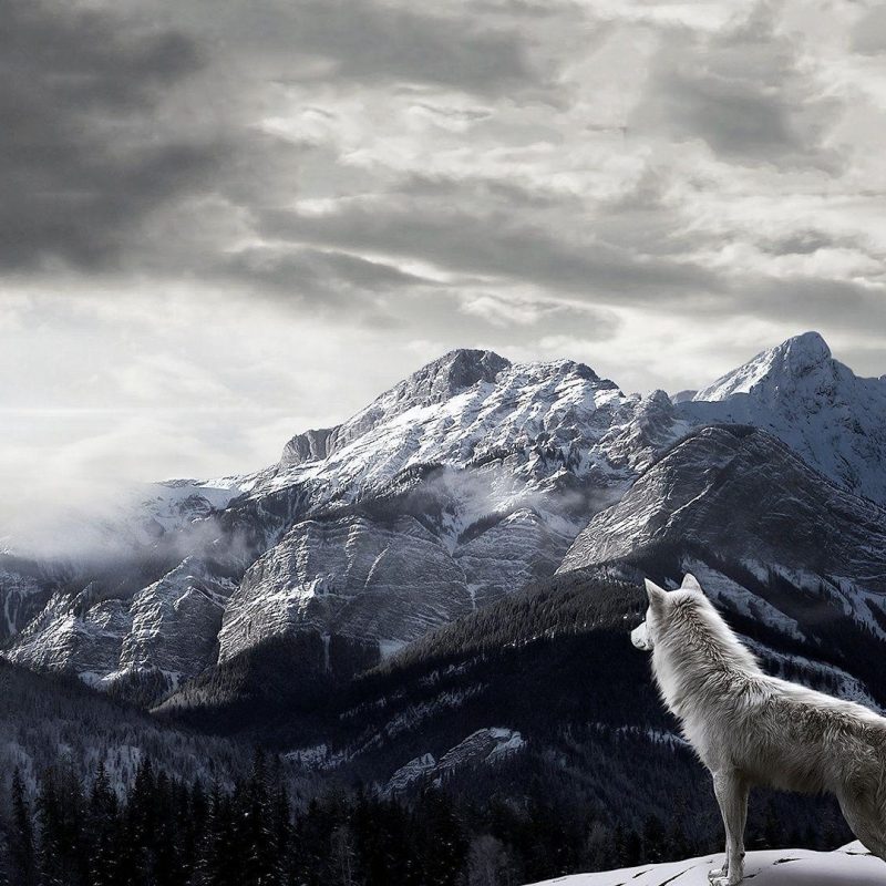 10 Latest Wolf Backgrounds For Desktop FULL HD 1080p For PC Desktop 2022 free download wolf wallpapers 1920x1080 wallpaper cave 2 800x800