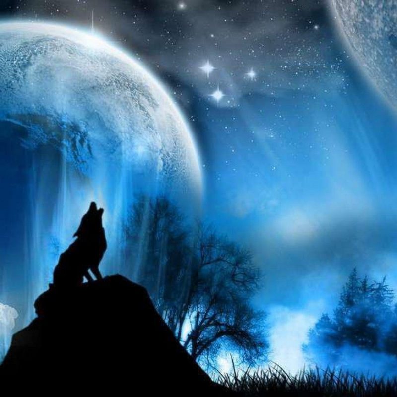 10 Latest Wolf Backgrounds For Desktop FULL HD 1080p For PC Desktop 2022 free download wolf wallpapers free download wallpapers backgrounds images 800x800