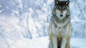 wolf wallpapers x wallpaper | hd wallpapers | pinterest | wolf