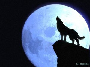 wolves howling at the moon | howling_at_the_moon_by_shopkins