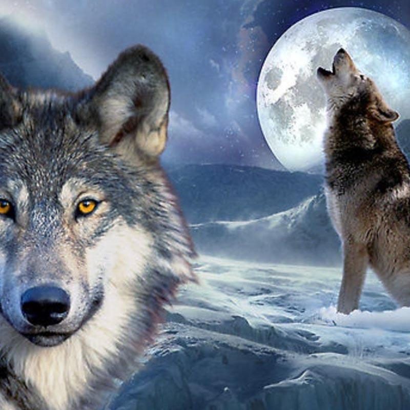 10 New Cool Wallpapers Of Wolves FULL HD 1920×1080 For PC Desktop 2022 free download wolves wallpaper bdfjade 800x800