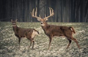 world-record-8-point-whitetail-buck | association des chasseurs et