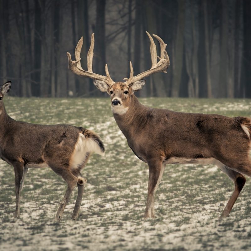 10 Most Popular Monster Whitetail Buck Pictures Full Hd 1080p For Pc