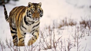 x tiger wallpaper full hd 1280×800 tiger wallpapers hd (40