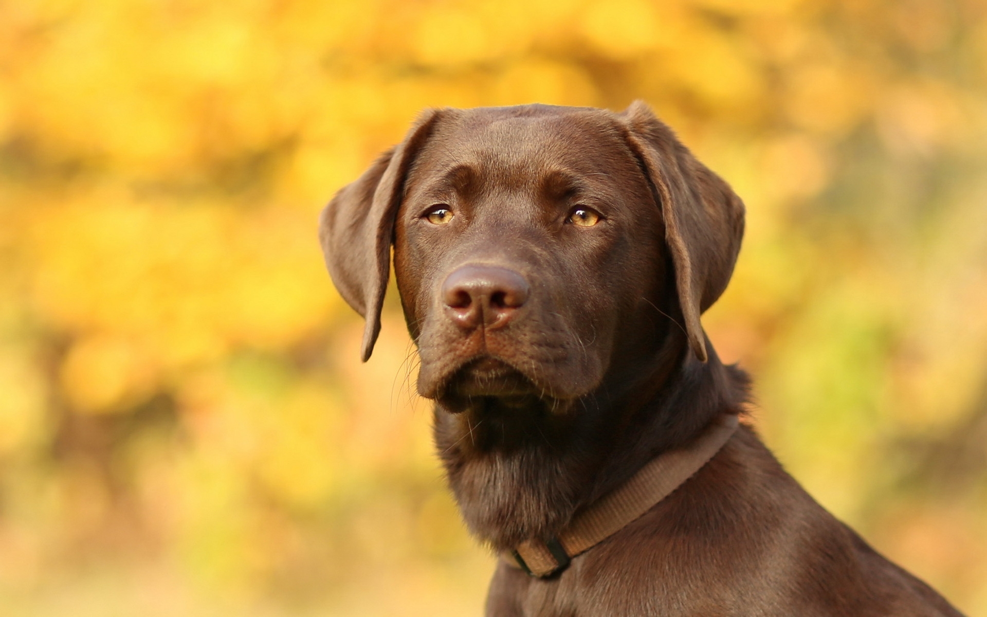 10 New Chocolate Lab Wallpapers FULL HD 1080p For PC Desktop 2024